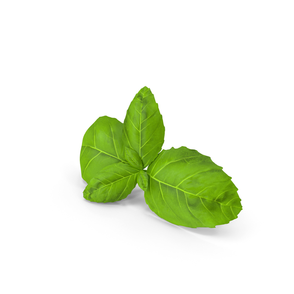 Fresh Basil Leafs PNG & PSD Images