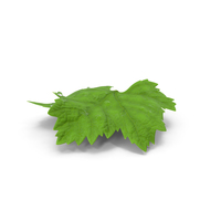 Grape Leaf PNG & PSD Images
