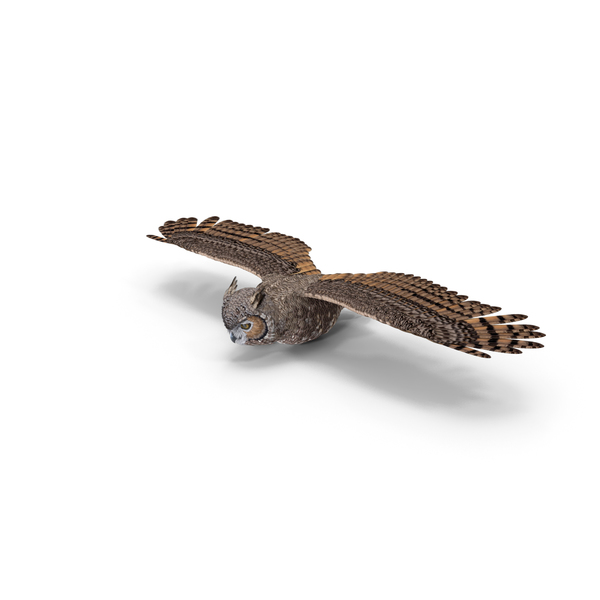 Great Horned Owl Flying Pose PNG & PSD Images