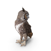 Great Horned Owl Standing Pose PNG & PSD Images