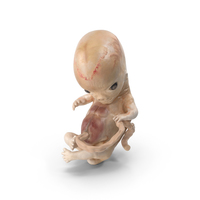 Human Embryo 8 Weeks PNG & PSD Images