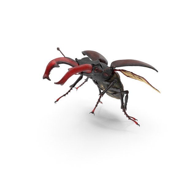 Lucanus Cervus Stag Beetle Flying PNG & PSD Images