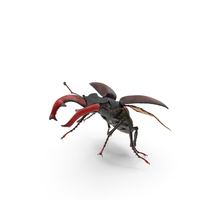 Lucanus Cervus Stag Beetle Flying PNG & PSD Images