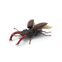 Lucanus Cervus Stag Beetle Fur PNG & PSD Images