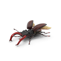 Lucanus Cervus Stag Beetle PNG & PSD Images