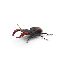 Lucanus Cervus Stag Beetle Walking Pose Fur PNG & PSD Images