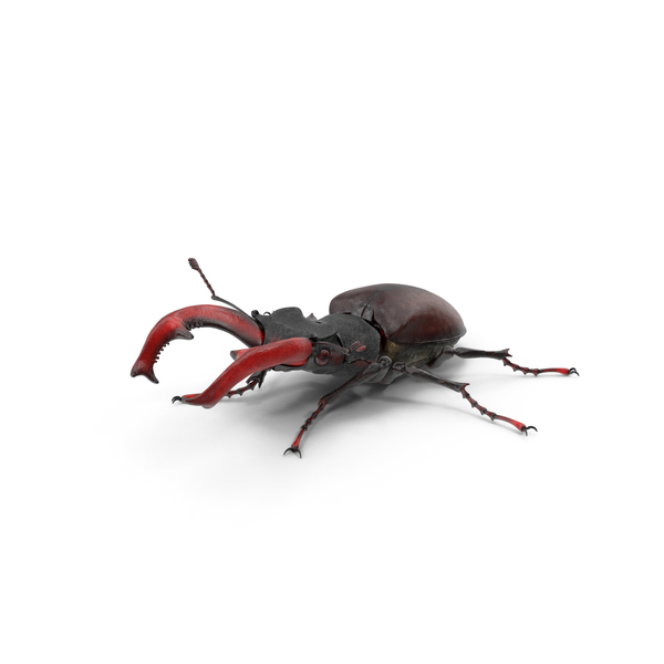 Lucanus Cervus Stag Beetle Walking Pose PNG & PSD Images