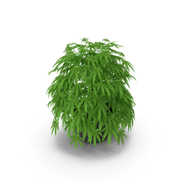 大麻植物在PON PNG和PSD图像中