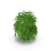 Marijuana Plant in a Pot PNG & PSD Images
