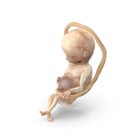 Second Trimester Human Fetus 16 Weeks PNG & PSD Images