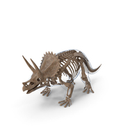 Triceratops Fossil Standing Pose with Transparent Skin PNG & PSD Images
