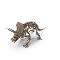 Triceratops Fossil Walking Pose with Transparent Skin PNG & PSD Images