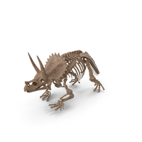 Triceratops Horridus Skeleton Fossil PNG & PSD Images