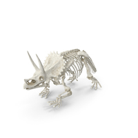 Triceratops Horridus Skeleton PNG & PSD Images