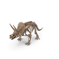 Triceratops Skeleton Fossil PNG & PSD Images