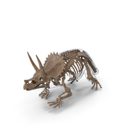 Triceratops Skeleton Fossil with Transparent Skin PNG & PSD Images