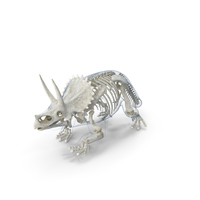 Triceratops Skeleton with Transparent Skin PNG & PSD Images