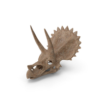 Triceratops Skull Fossil PNG & PSD Images