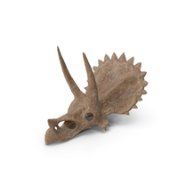 Triceratops Skull Part Fossil PNG & PSD Images