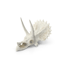 Triceratops Skull Part PNG & PSD Images