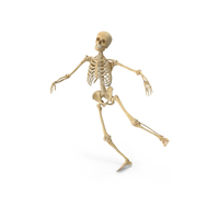 真正的人类女性骨骼掉落的PNG和PSD图像