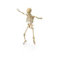 Real Human Female Skeleton PNG & PSD Images