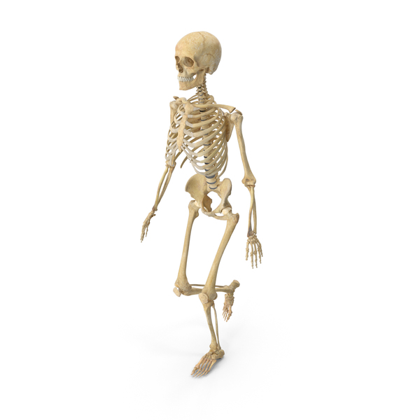 Real Human Female Skeleton Walking PNG & PSD Images