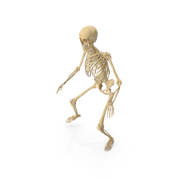 Real Human Female Skeleton Squatting PNG & PSD Images