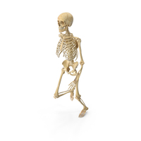 Real Human Female Skeleton Jogging PNG & PSD Images