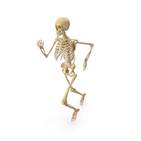 Real Human Female Skeleton Running PNG & PSD Images