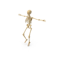 Real Human Female Skeleton PNG & PSD Images