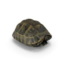 Turtle Shell PNG & PSD Images