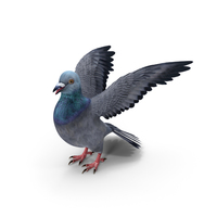 Pigeon PNG & PSD Images