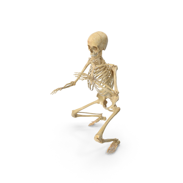 Real Human Female Skeleton Pose PNG & PSD Images