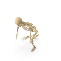 Real Human Female Skeleton Kneeling PNG & PSD Images