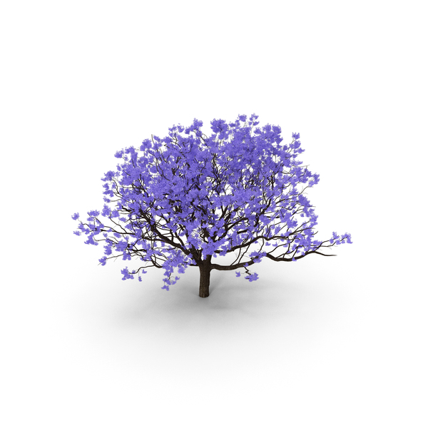 Blooming Jacaranda Tree without Leaves PNG & PSD Images