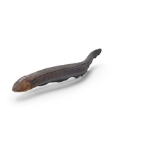 Electric Eel Swimming Pose PNG & PSD Images