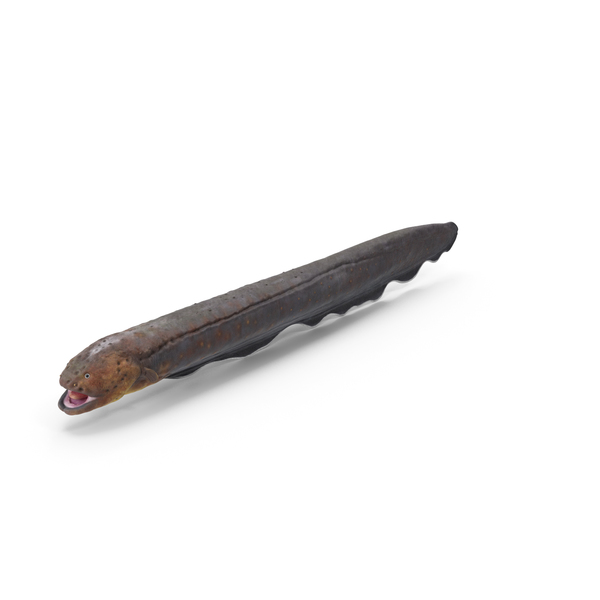 Electric Eel PNG & PSD Images