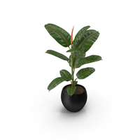 Ficus Elastica Tree in Pot PNG & PSD Images