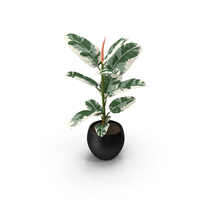 Ficus Elastica Variegata in Pot PNG & PSD Images