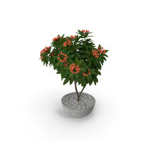 Flower Pot Plumeria Red PNG & PSD Images