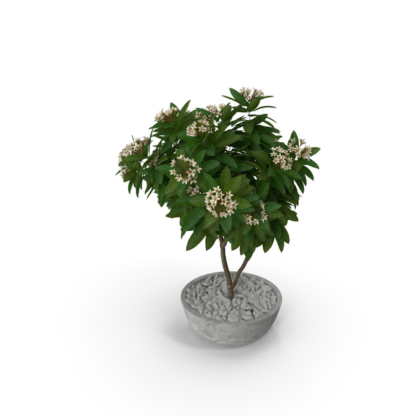 Flower Pot Plumeria White PNG & PSD Images