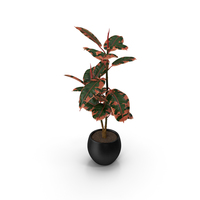 Rubber Tree Ruby in Pot PNG & PSD Images