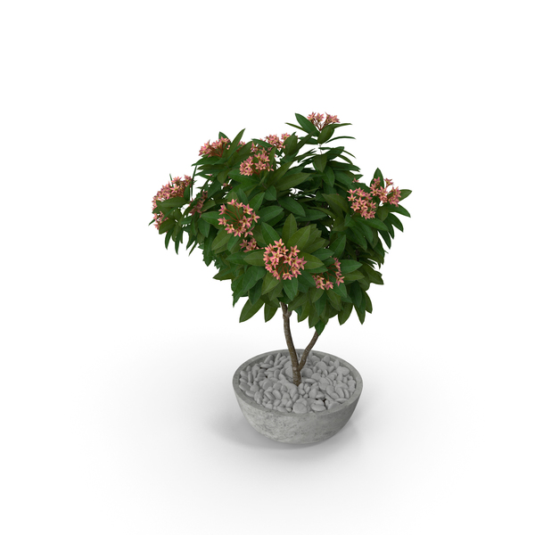 Flower Pot Plumeria Pink PNG & PSD Images