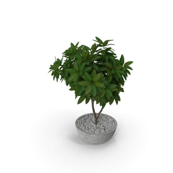 Flower Pot Plumeria PNG & PSD Images
