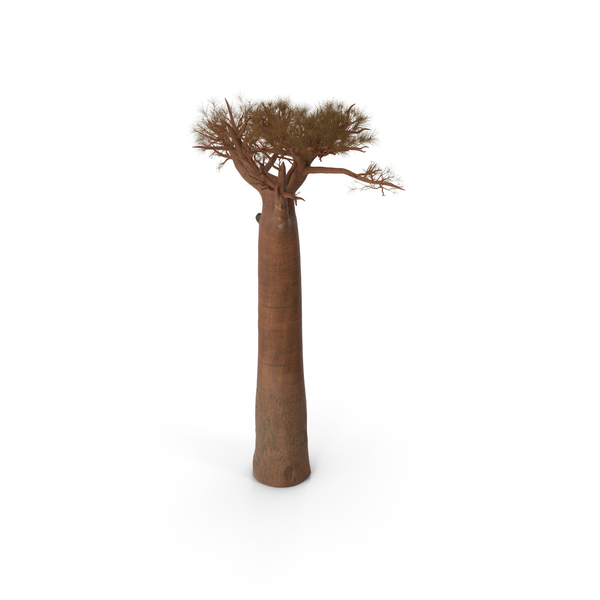 Leafless Baobab PNG & PSD Images