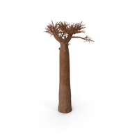 Naked Baobab PNG & PSD Images