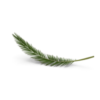 Palm Branch PNG & PSD Images