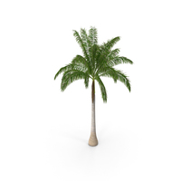 Roystonea Regia Cuban Royal Palm PNG & PSD Images