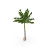 Roystonea Regia Palm PNG & PSD Images